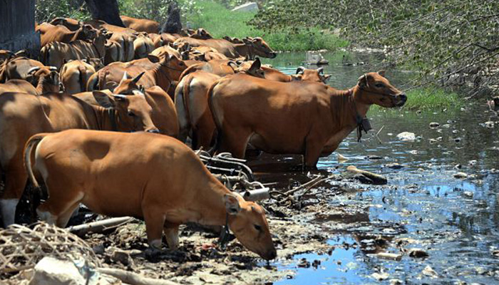 cows-drinking-out-of-polluted-waters.jpg